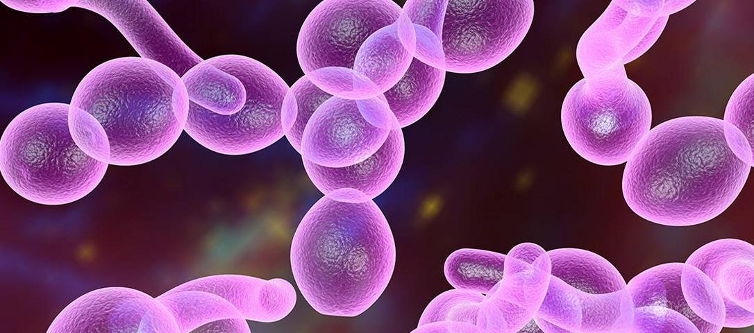 Candidiasis: Prevention and Cure Candidiasis: Prevention and Cure