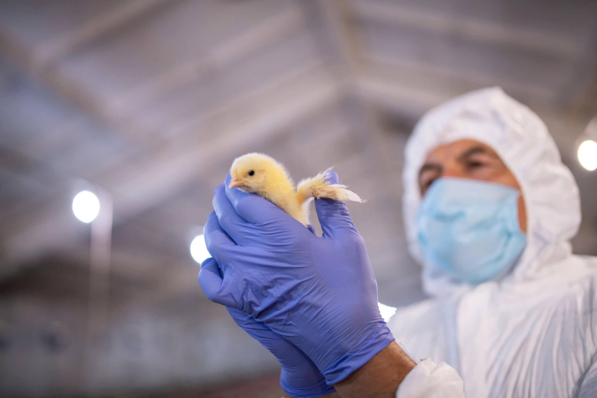 Person wearing PPE holding a chick Person wearing PPE holding a chick