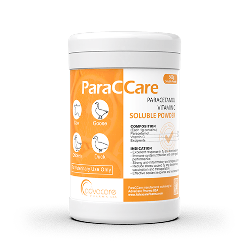 Polvo Soluble de Paracetamol + Vitamina C (1 bolsa)