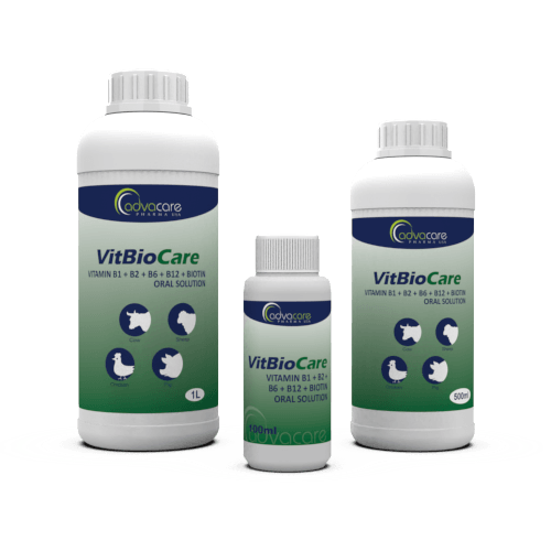 Vitamin B1 + B2 + B6 + B12 + Biotin Oral Solution (100ml bottle, 500ml bottle and 1L bottle)