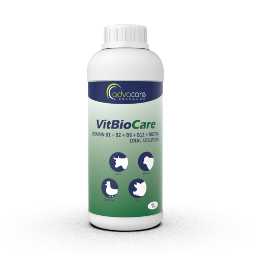 Vitamin B1 + B2 + B6 + B12 + Biotin Oral Solution (1 bottle)