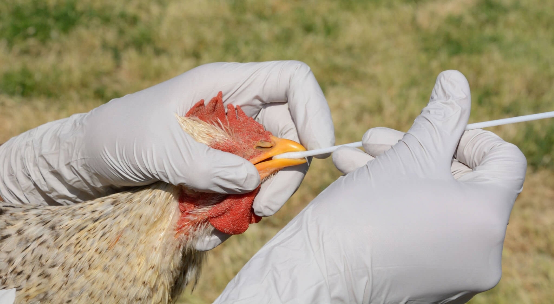 Person holding a chicken and performing a bird flu test swab