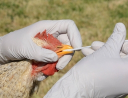 Une personne tenant un poulet et effectuant un test de dépistage de la grippe aviaire